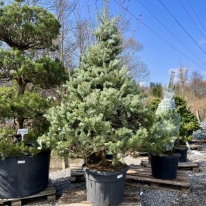 Jedľa srienistá (Abies concolor) - výška 250-300 cm, kont. C130L